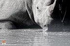 White Rhino White Rhino