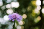 bokeh bokeh