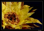 girasole girasole