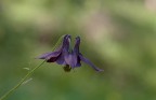 aquilegia comune aquilegia comune