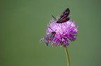 zygaena