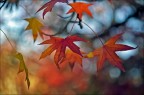 Bokeh d'autunno