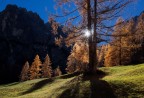 gli ultimi larici prima dell'inverno gli ultimi larici prima dell'inverno
