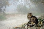 Cat in autumn Cat in autumn