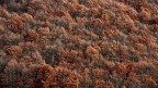 Ruggine di fine autunno Ruggine di fine autunno