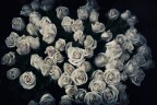 Rose di Francia Rose di Francia