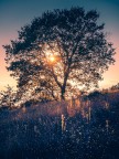 l'albero magico l'albero magico