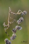 Empusa pennata