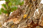 Civetta (Athene noctua)