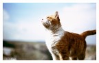 gatto imperiale!! gatto imperiale!!
