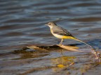 .Motacilla cinerea.. .Motacilla cinerea..