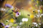 Autunno Autunno