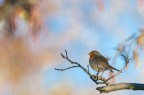 Il pettirosso e l'ontano Il pettirosso e l'ontano