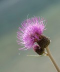 cardo alpino cardo alpino