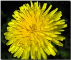 fiore fiore