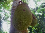 Jack fruit