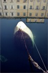 Jaws Jaws