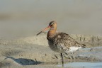 Pittima reale (Limosa limosa) Pittima reale (Limosa limosa)