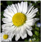 margherita margherita