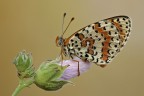 Melitea didyma Melitea didyma
