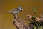 Crested Tit