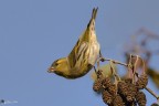 carduelis spinus
