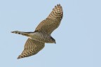 Sparviero (Accipiter nisus) Sparviero (Accipiter nisus)