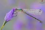 Lestes.... Lestes....