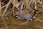 Rallus aquaticus - porciglione