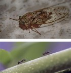 La cicala e le formiche