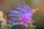 Flabellina