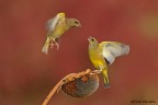 L'invasore L'invasore