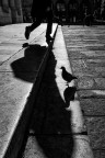 Pigeon#1 Pigeon#1