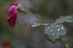 L'ultima rosa L'ultima rosa