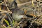 Occhiocotto (Sylvia melanocephala) Occhiocotto (Sylvia melanocephala)