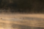 Alba coi cigni Alba coi cigni