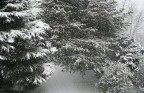 La nevicata di inzio 2006