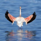 Volevo augurare un sereno e felice Natale a tutti.
Ciao