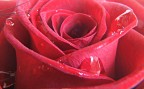 rosa bagnata rosa bagnata