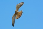 Gheppio (Falco tinnunculus) Gheppio (Falco tinnunculus)