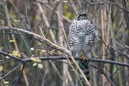 ..accipiter nisus.. ..accipiter nisus..