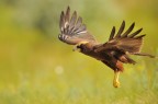 Falco di palude Falco di palude
