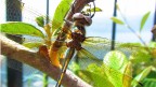 Libellula