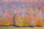 Autumn Painting Autumn Painting