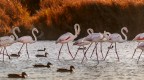 Flamants Roses