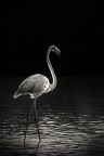 Flamant - bn Flamant - bn
