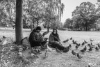 Pigeons Pigeons