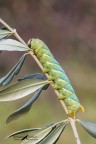 Acherontia-atropos_Sfinge-testa-di-morto Acherontia-atropos_Sfinge-testa-di-morto