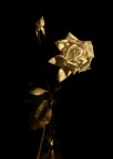 "Rose di sera..." "Rose di sera..."