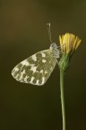 Pontia edusa Pontia edusa